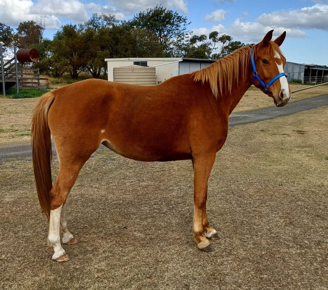 Anglo Arabian Mare Breeding horses Horse for sale in South