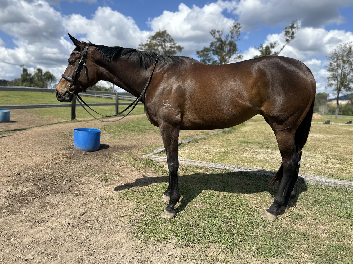 Stunning big OTT mare Breeding horses Horse for sale in Nerang QLD