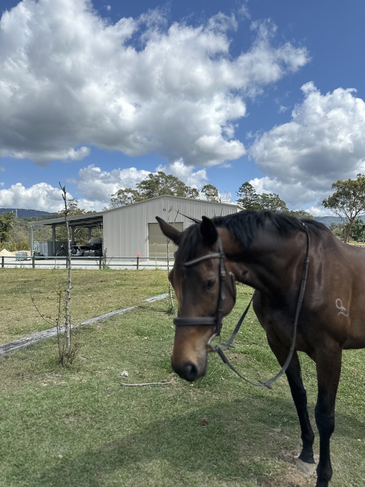 Stunning big OTT mare Breeding horses Horse for sale in Nerang QLD