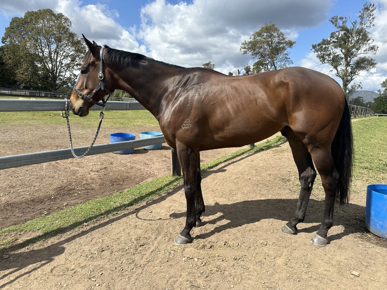 Eric Sweet, Easy OTT Allrounder horses Horse for sale in Nerang