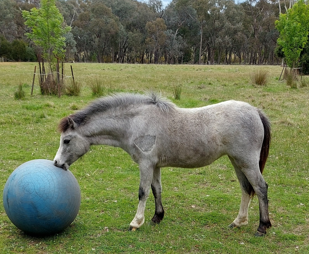 Welsh Mountain Pony Pleasure horses Horse for sale in Australia