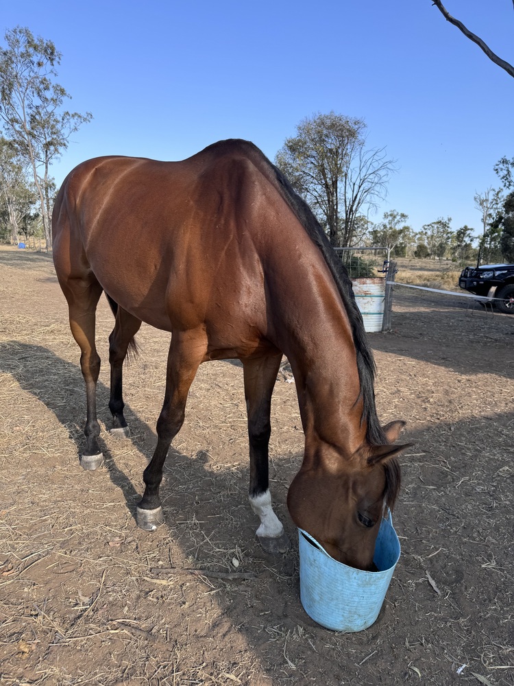 Swiss Element Allrounder horses Horse for sale in Middlemount QLD
