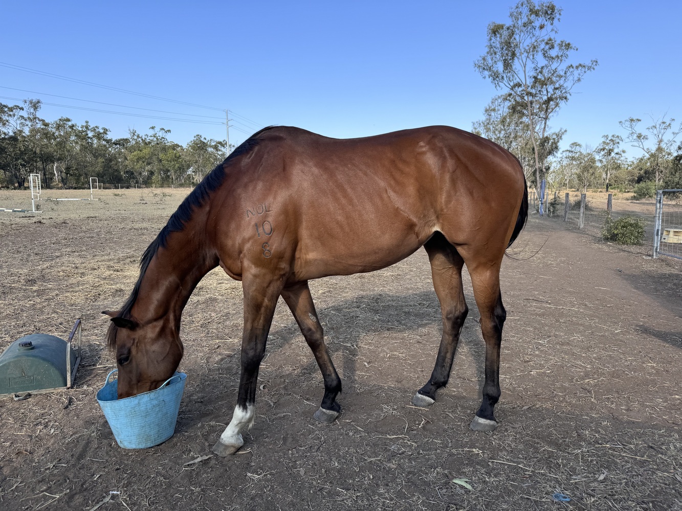 Swiss Element Allrounder horses Horse for sale in Middlemount QLD