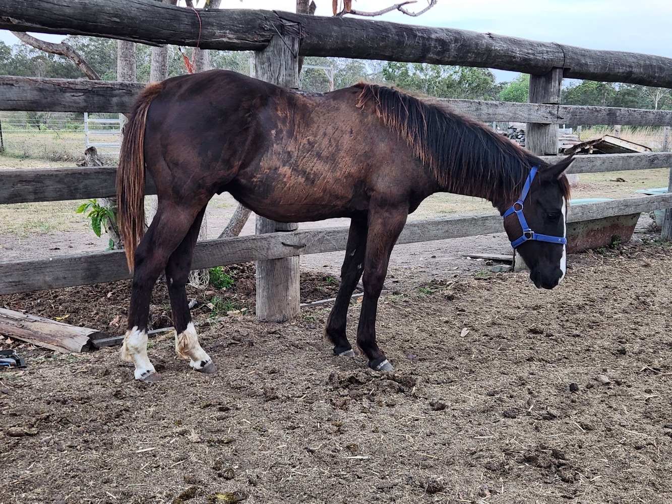 Black Colt by IMP sire Campdrafting horses Horse for sale in South
