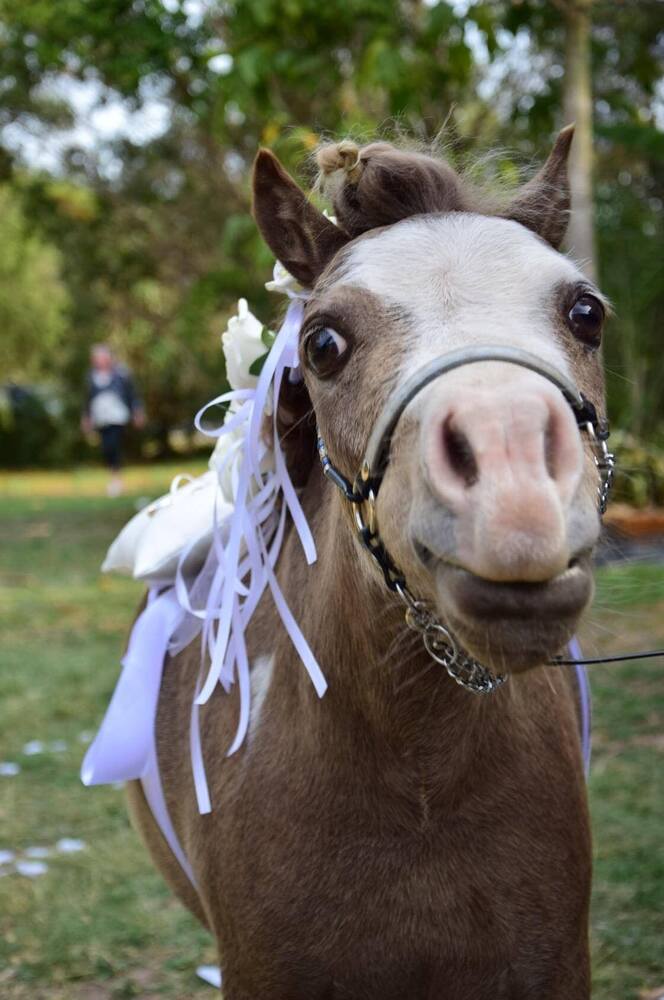 Mini therapy pony Companion horses Horse for sale in Mount Tarampa