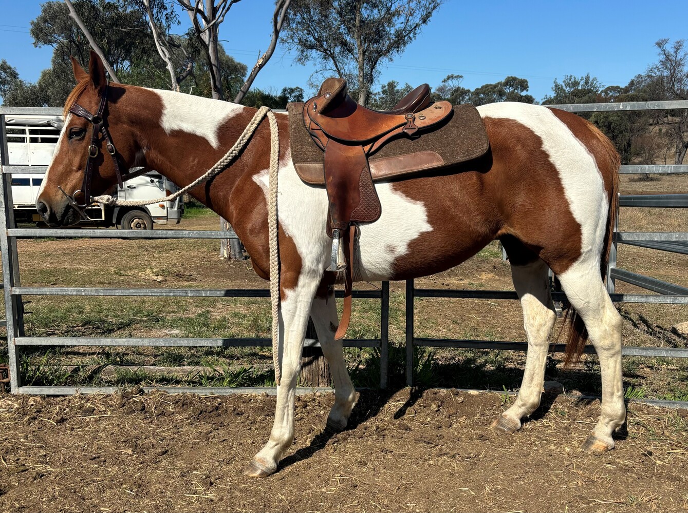 Tworivers Little Doe (ASH 247298) Challenge horses Horse for sale