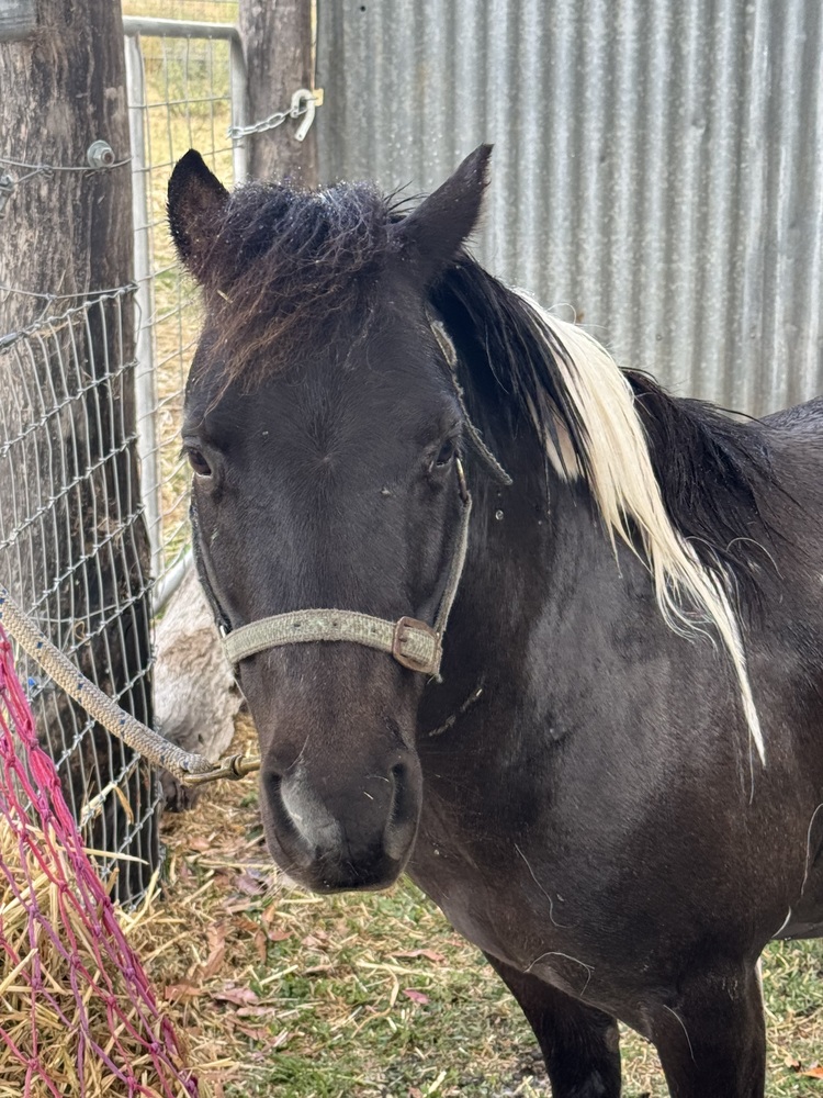 Perfect Lead Line Pony Beginners horses Horse for sale in Toowoomba