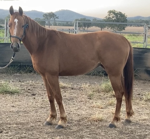 Project Filly Project Horse for sale in Rockhampton City QLD