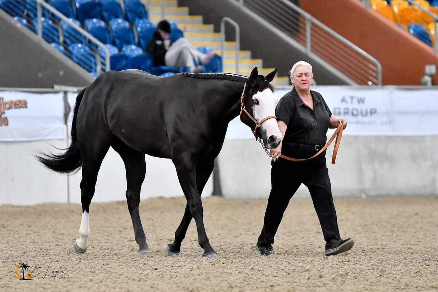 2y/o Black Paintbred Gelding Western Show horses Horse for sale in