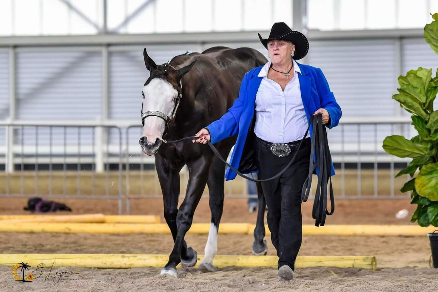 2y/o Black Paintbred Gelding Western Show horses Horse for sale in