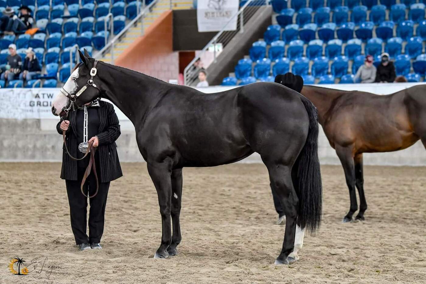 2y/o Black Paintbred Gelding Western Show horses Horse for sale in