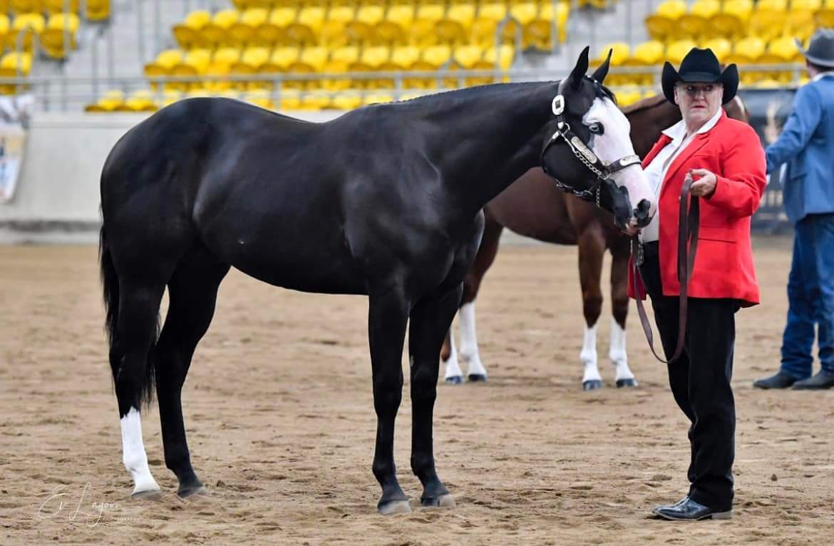 2y/o Black Paintbred Gelding Western Show horses Horse for sale in