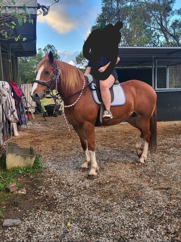 Flashy clydie x qh mar Adult Riding Club horses Horse for sale in