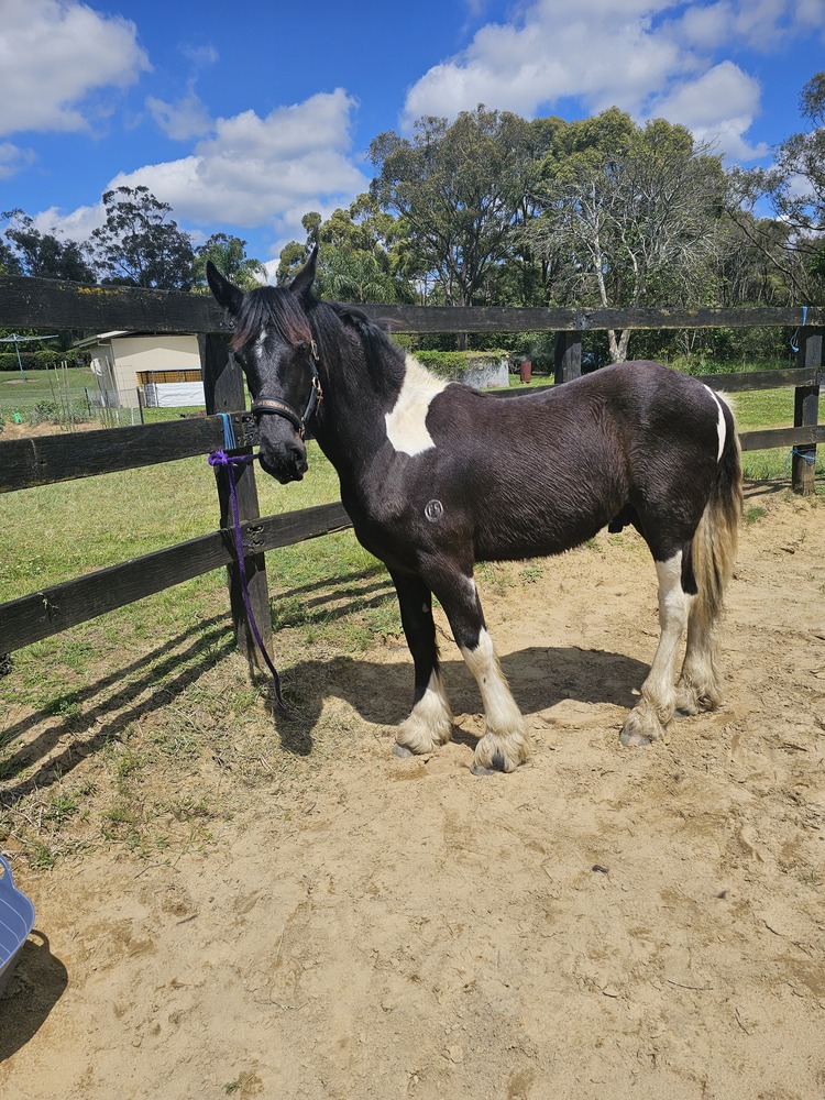Friesian Warmblood Barock Pinto for sale Dressage horses Horse