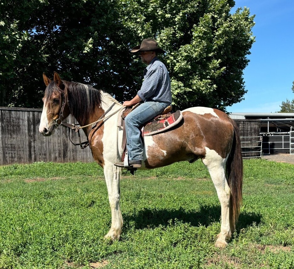 Lovely Heavy Gelding Allrounder horses Horse for sale in Scone NSW