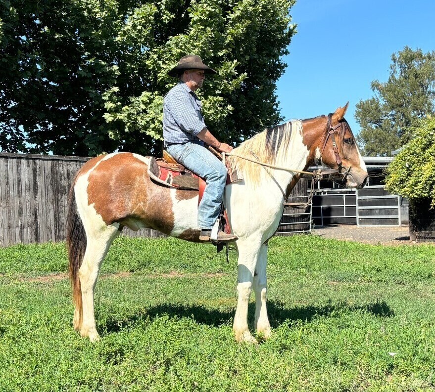 Lovely Heavy Gelding Allrounder horses Horse for sale in Scone NSW