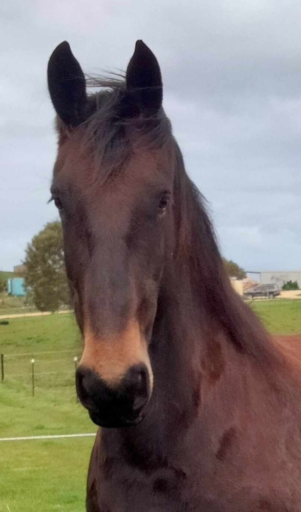 Potential Plus! Beautiful Friesian X for sale Dressage horses Horse