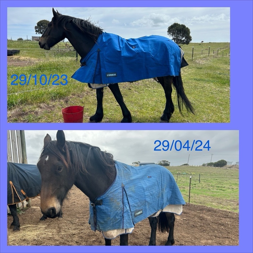 Potential Plus! Beautiful Friesian X for sale Dressage horses Horse