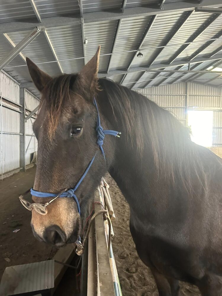 Potential Plus! Beautiful Friesian X for sale Dressage horses Horse