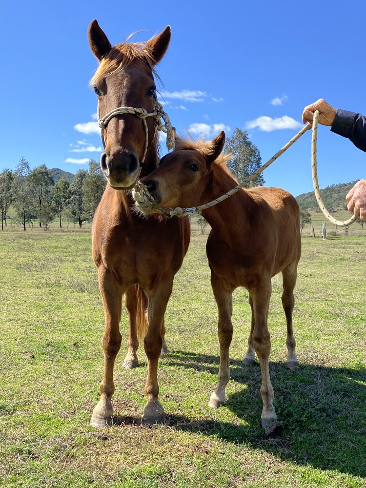 Mare & colt Foal Campdrafting horses Horse for sale in Texas QLD