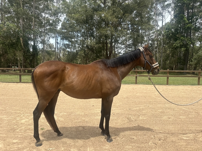 Sweet, Safe Allrounder Pony Club horses Horse for sale in