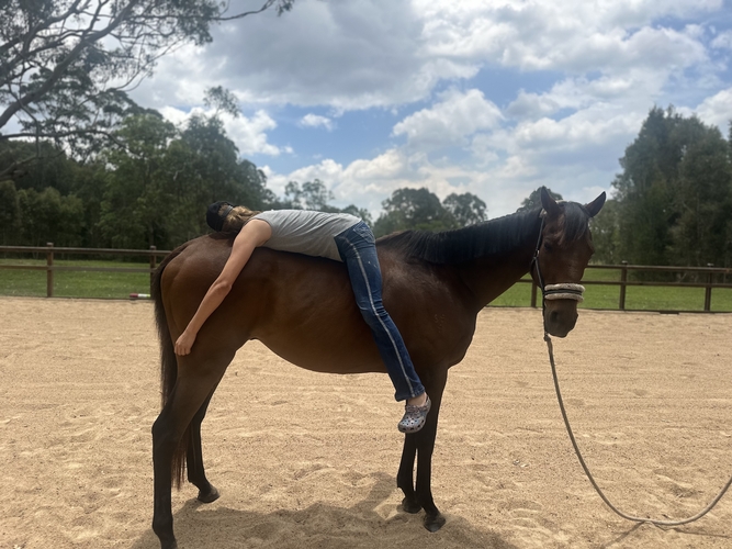 Sweet, Safe Allrounder Pony Club horses Horse for sale in