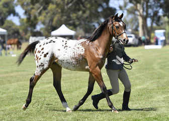 Fiddleback flood shown in hunter in hand by jane riley