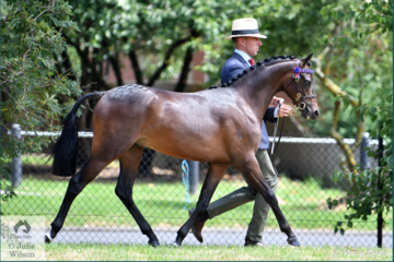 Screen shot 2019 01 21 at 8.46.33 am