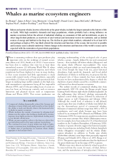 Item - Whales as marine ecosystem engineers - University of Tasmania ...