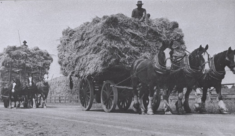 Archive image accompanying the Werribee State Research Farm history