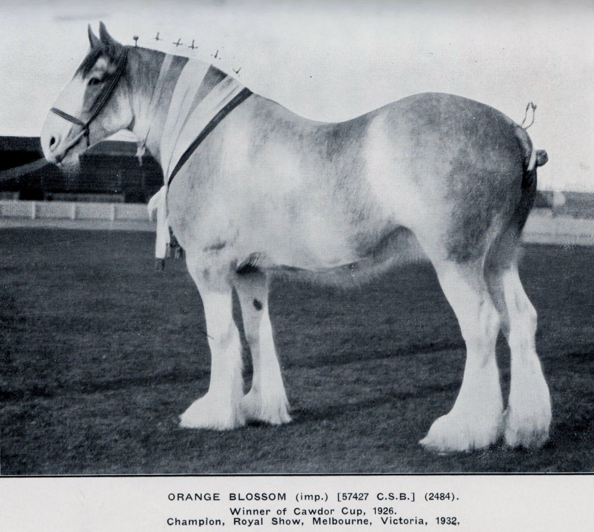 1932, 33, 35 RMS Champion Mare Orange Blossom