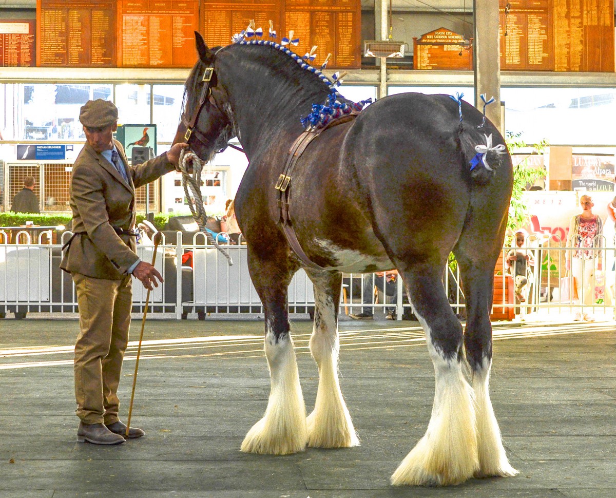 2015 RMS Supreme Clydesdale Aarunga Mark - AT Marriott & Family