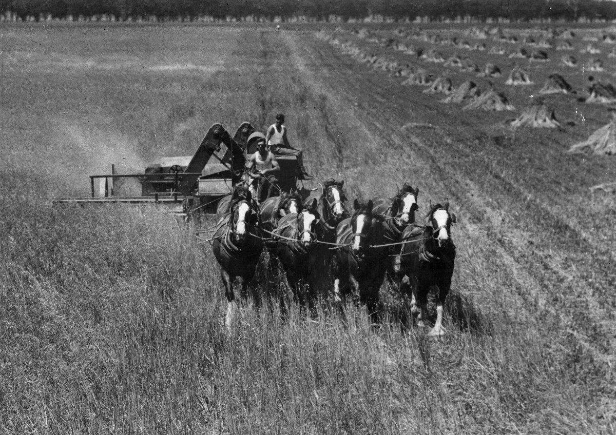 Harvesting photo supplied by Ross Hillus