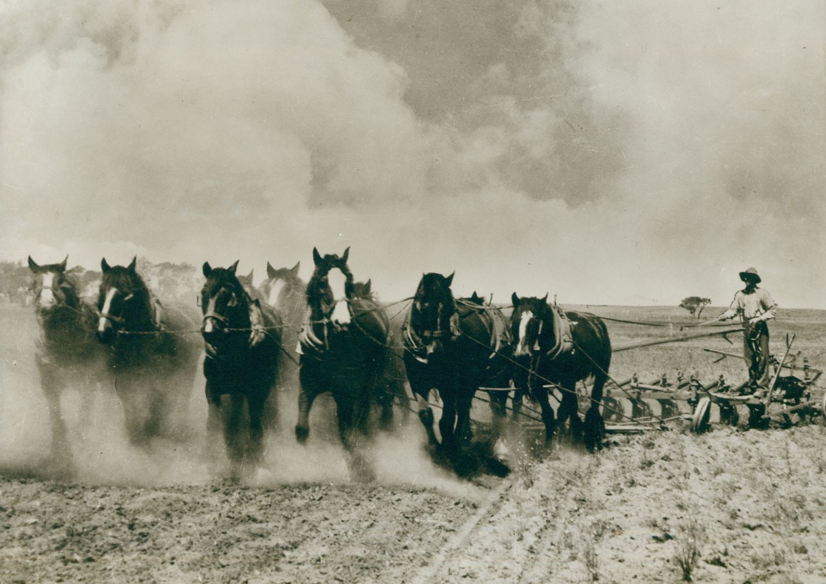 Ploughing - photo supplied by Ross Hillus