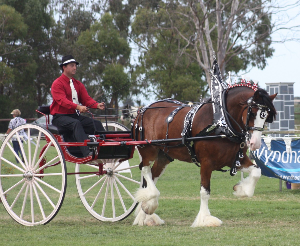 2015 NCHHF Champion McMurchie Blair driven by Josh Taylor