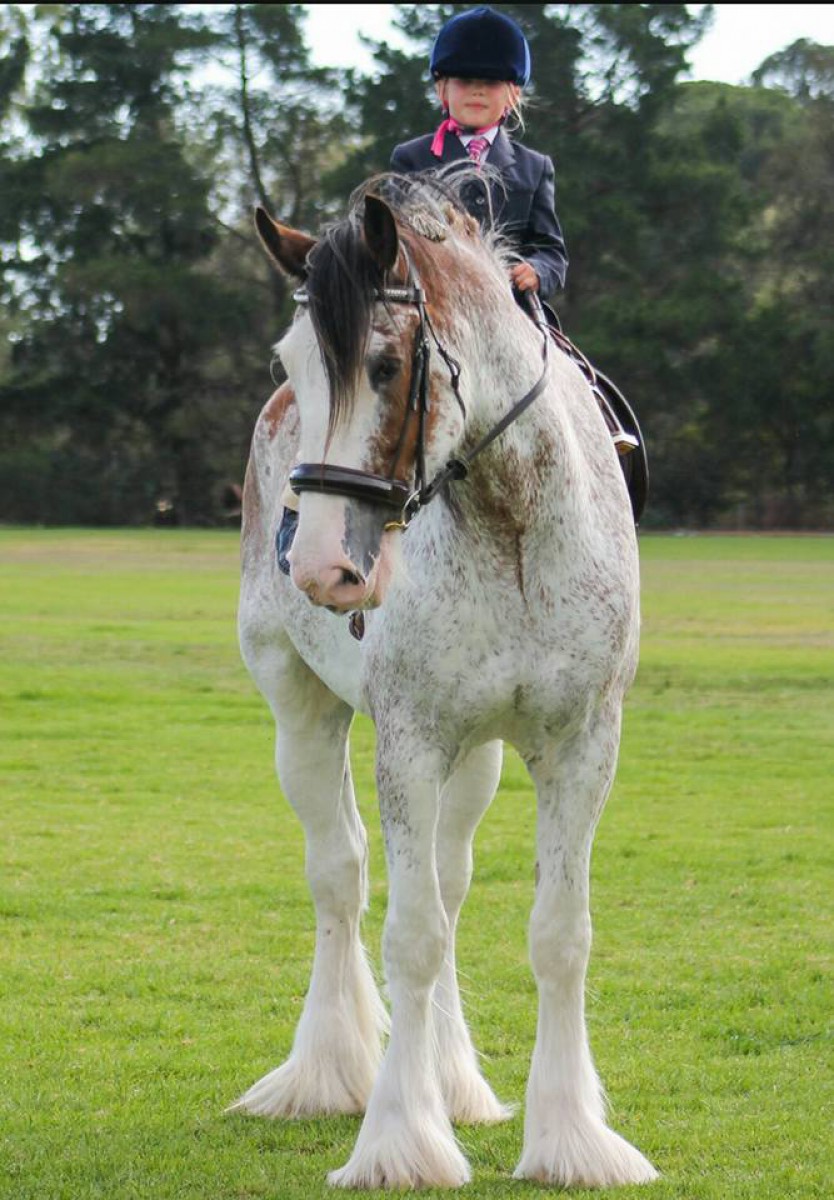 Amy Scott riding Louvale Sir Douglas
