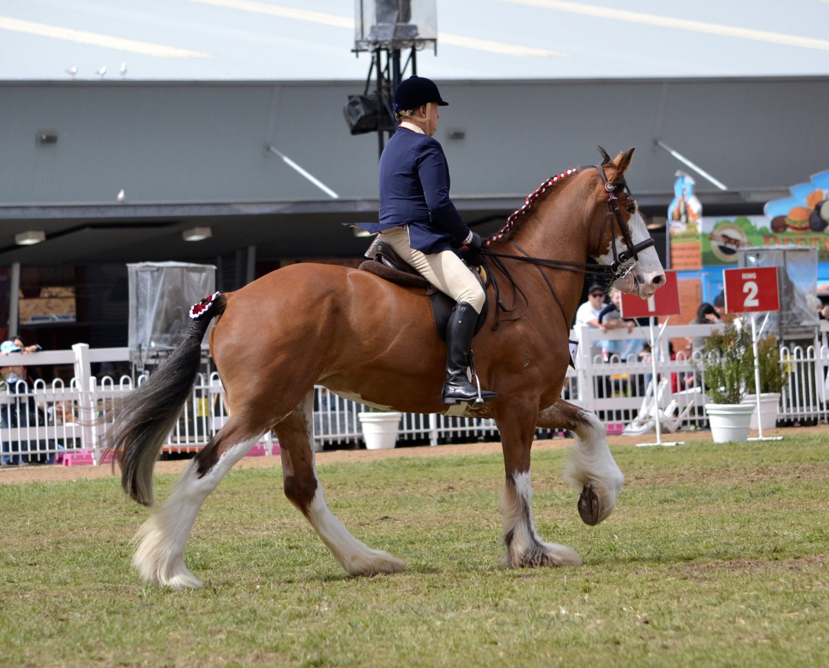 2016 RMS Best Ridden Heavy Horse - Murroka Cassie