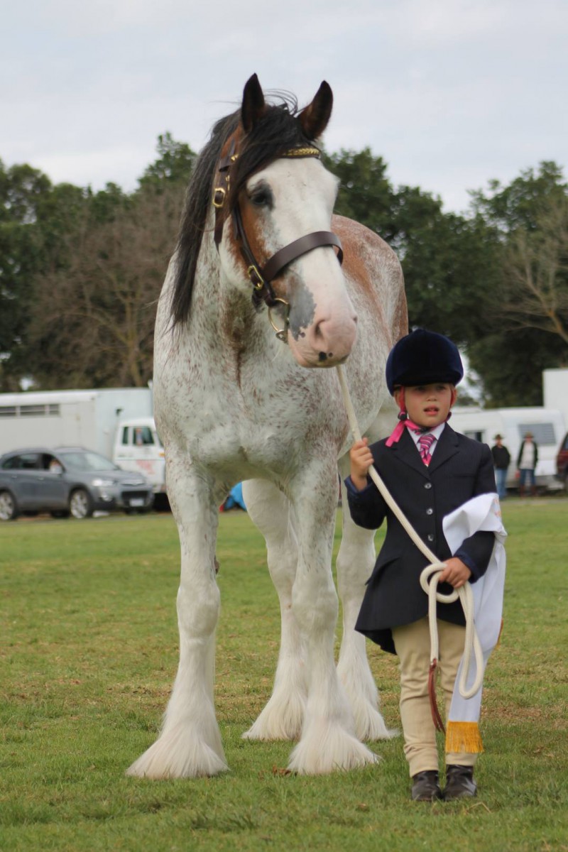 Amy Scott & Louvale Sir Douglas