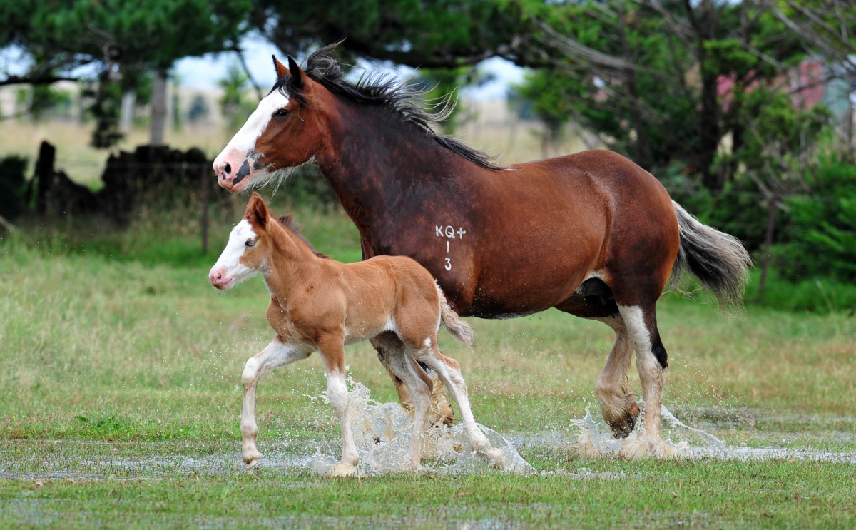 Clydesdale Mare and Foal