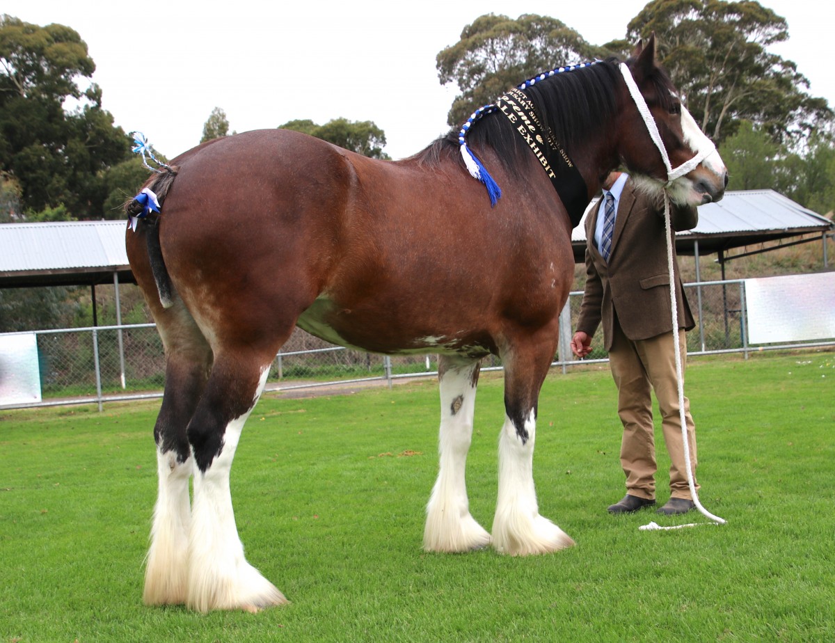 001-2017-Supreme-Clydesdale-Exhibit-and-Ch-Mare-Aarunga-Miranda-AT-Marriott-Family-CASTLEMAINE
