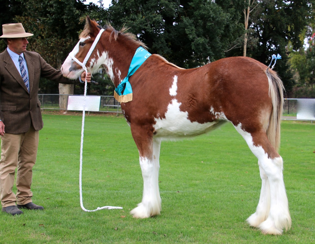 002-Champion-Exhibit-under-3-yrs-Ch-Foal-Aarunga-Valerie-A-T-Marriott-Family