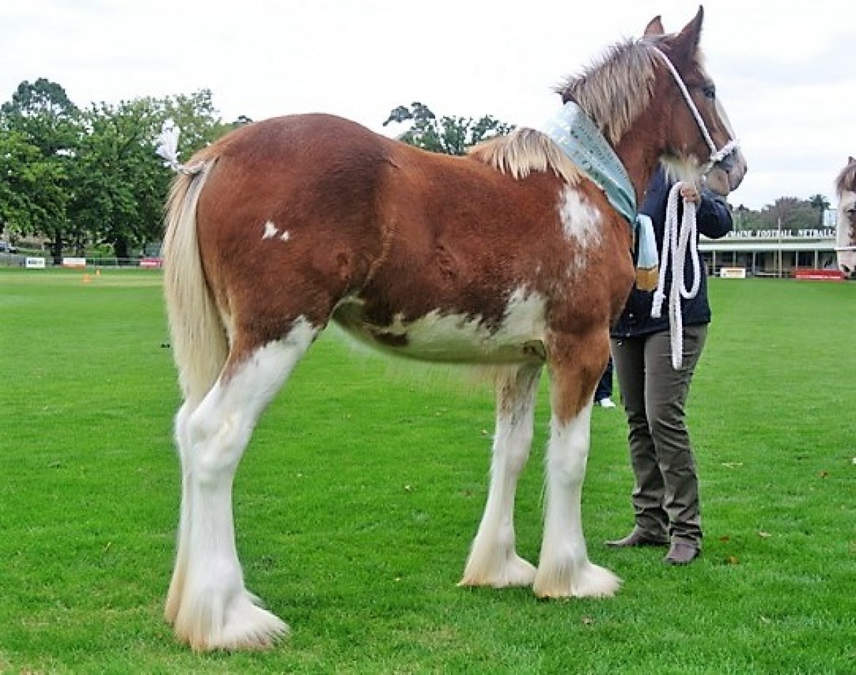003-Res-Champion-exhibit-under-3yrs-Res-Ch-Foal-Valmont-Radiant-Cox-Family-DSC_1311_2