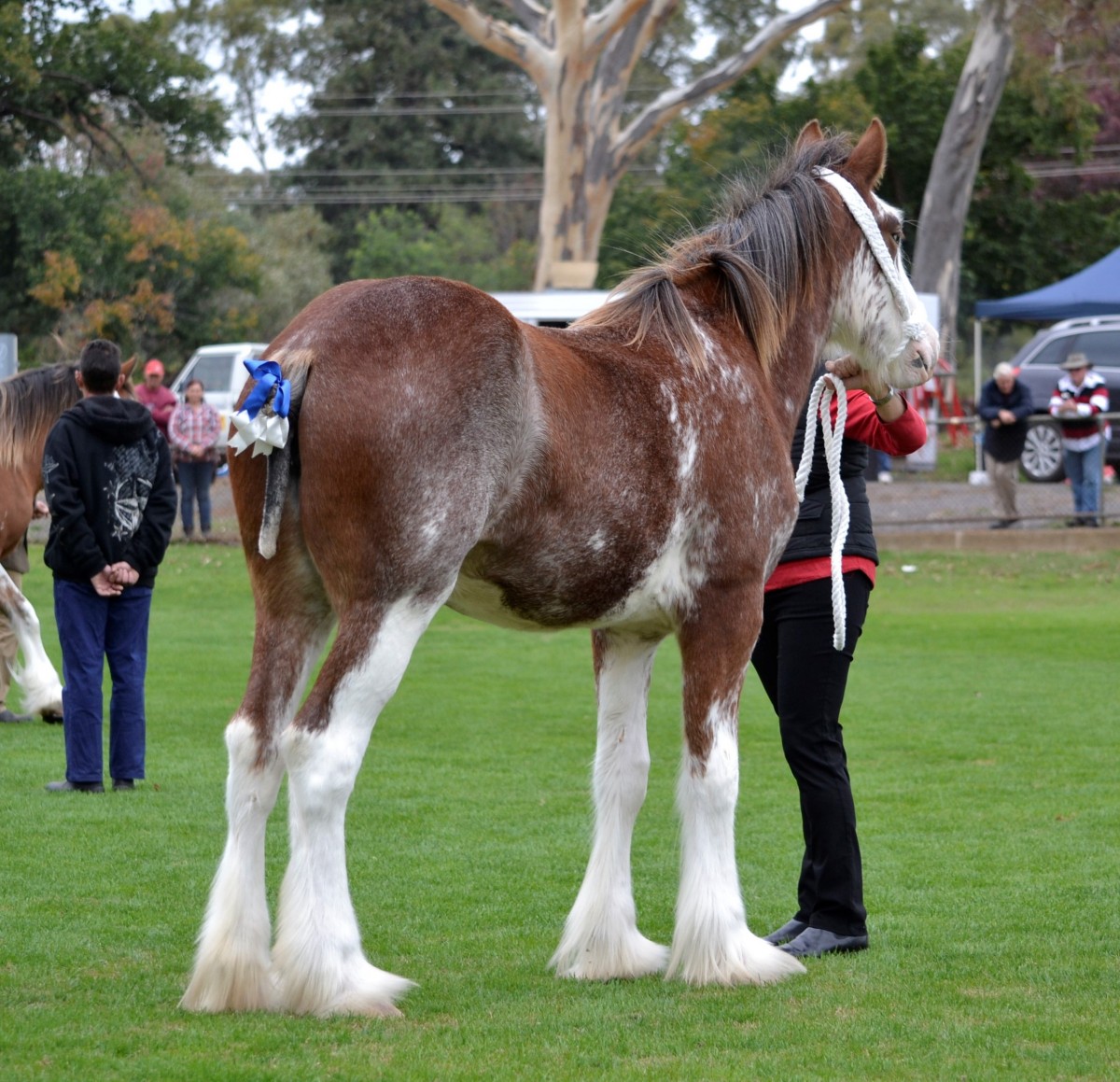 007-Cropped-Ch-Yearling-Meadow-Lane-Celebration-Meadowlane-Clydedales_DSC0625