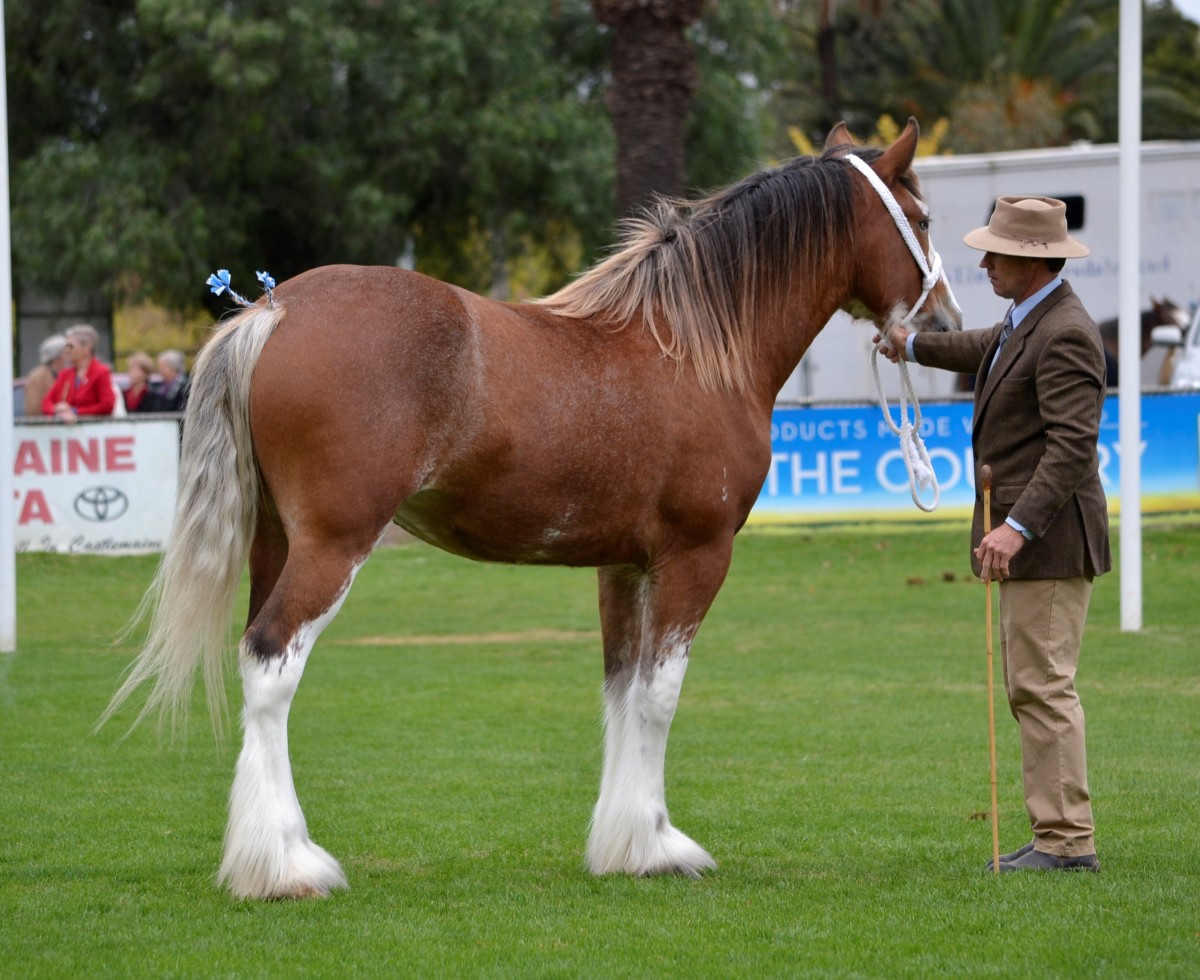 008-crop-Res-Ch-Yearling-Aarunga-Miss-Universe-A-T-Marriott-Family_DSC0621