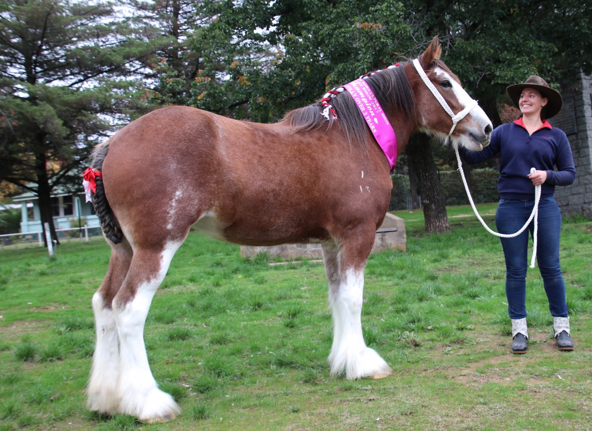 009-Res-Ch-Mare-Caniambo-Bess-Michelle-Heather-Guilfoyle