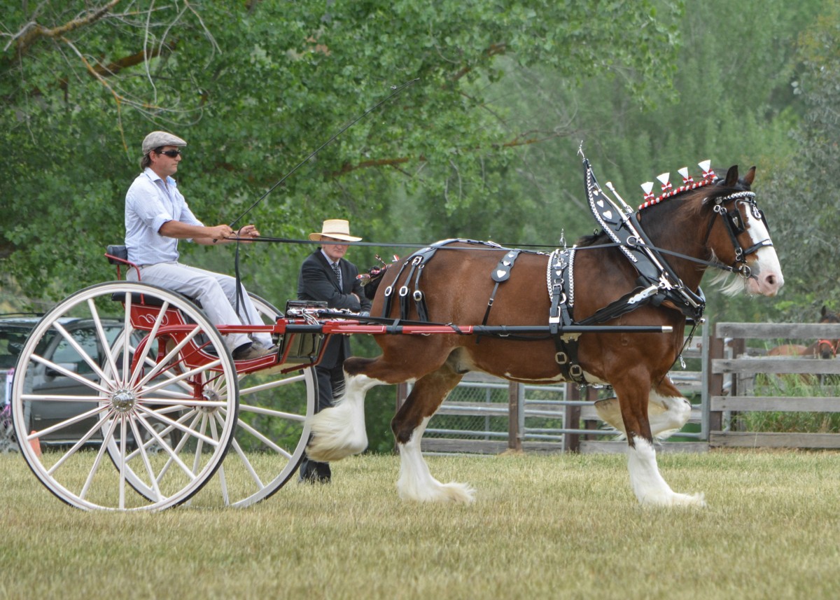 mansfield-show-2015_15180495184_o