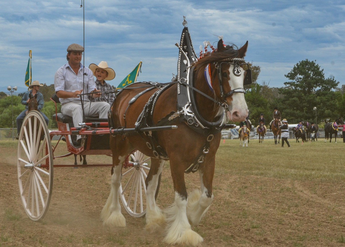 mansfield-show-2015_15180505134_o