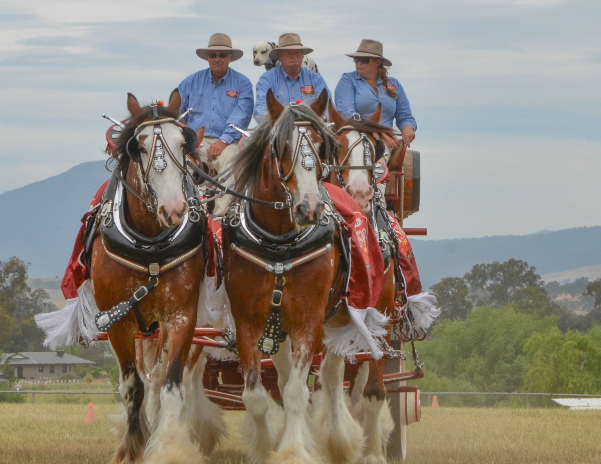 mansfield-show-2015_15180978003_o