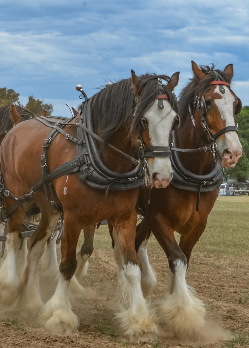 mansfield-show-2015_15181016363_o