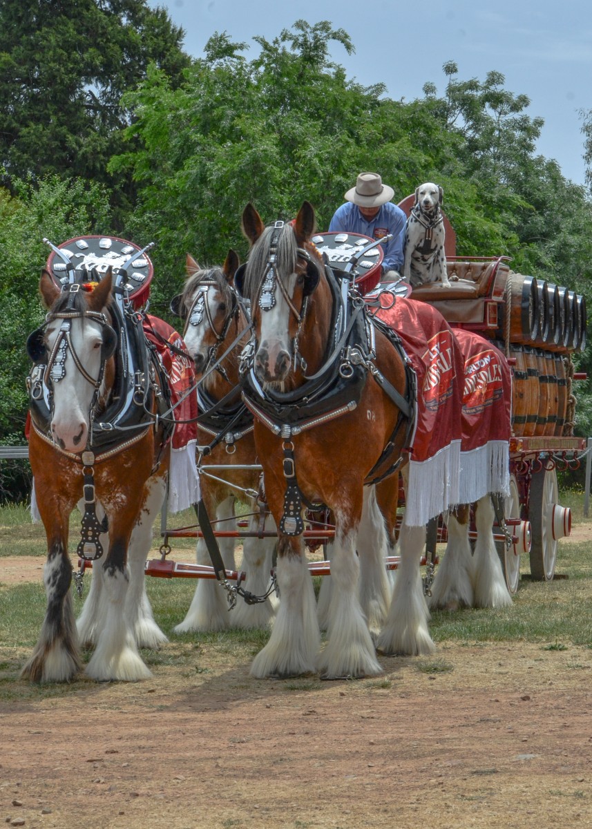 mansfield-show-2015_15614583489_o